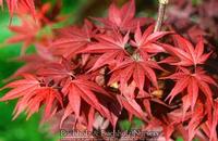 RED FLASH UPRIGHT JAPANESE MAPLE