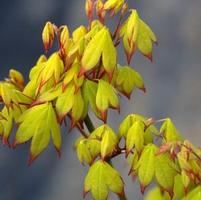 SATSUKI BENI UPRIGHT JAPANESE MAPLE