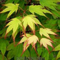 TSUMA GAKI UPRIGHT JAPANESE MAPLE