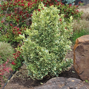 CHOLLIPO EUONYMUS