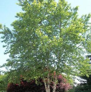 RIVER BIRCH