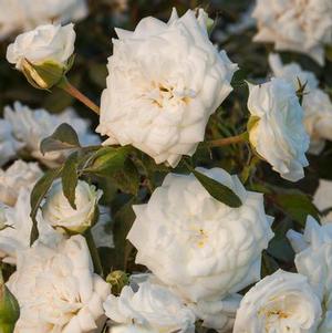 WHITE DRIFT® ROSE