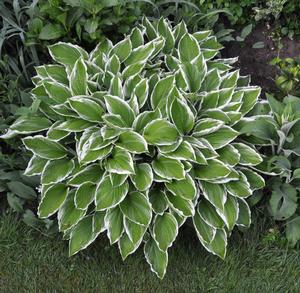 ALBOMARGINATA HOSTA