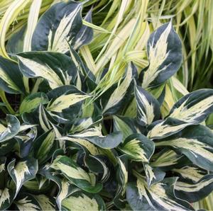 AMERICAN HERO HOSTA