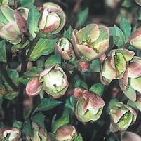 WALBERTON'S® IVORY PRINCE LENTEN ROSE