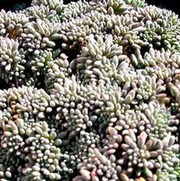 BLUE CARPET SEDUM