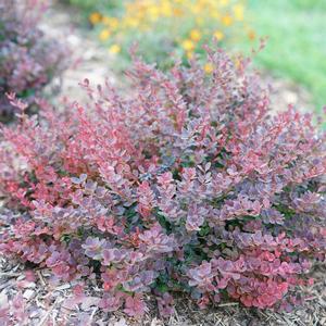 SUNJOY MINI MAROON® BARBERRY