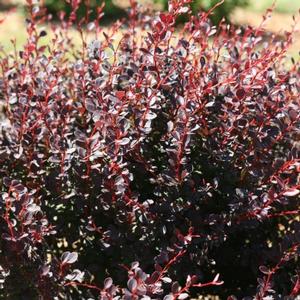 SUNJOY TODO® BARBERRY
