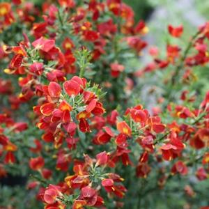 SISTER REDHEAD® SCOTCH BROOM