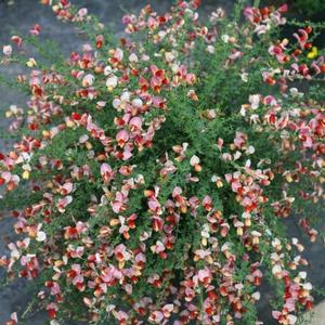 SISTER ROSIE® SCOTCH BROOM