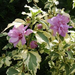 SUGAR TIP® GOLD ALTHEA