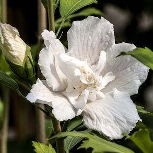WHITE PILLAR® ALTHEA