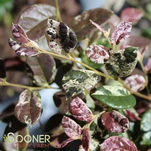 JAZZ HANDS NIGHT MOVES® LOROPETALUM