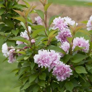 ZUZU® ORNAMENTAL CHERRY BUSH