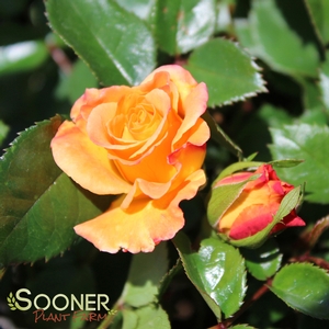SUNORITA® SHRUB ROSE