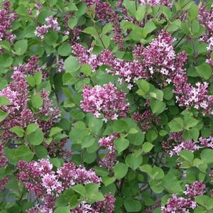BLOOMERANG® DWARF PURPLE LILAC