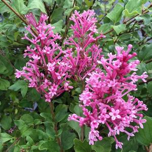 BLOOMERANG® DWARF PINK LILAC