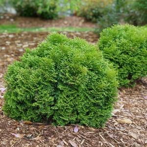 TATER TOT® ARBORVITAE