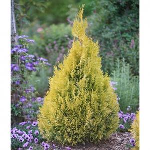 FLUFFY® ARBORVITAE