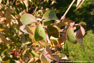 BIG APPLE KOUSA DOGWOOD