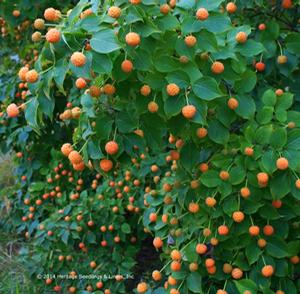MANDARIN JEWEL® KOUSA DOGWOOD
