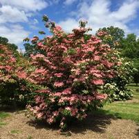 SCARLET FIRE™ KOUSA DOGWOOD