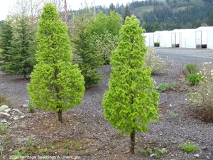 DWARF COLUMNAR EUROPEAN HORNBEAM