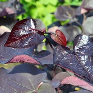 BLACK PEARL™ REDBUD