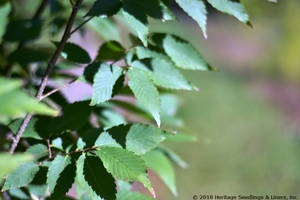 VILLAGE GREEN™ ZELKOVA