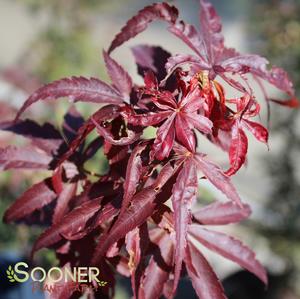 WINTER'S RED UPRIGHT JAPANESE MAPLE
