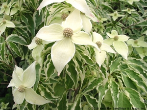 WOLF EYES VARIEGATED KOUSA DOGWOOD