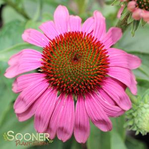 GREEN TWISTER CONEFLOWER