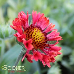 FANFARE BLAZE BLANKET FLOWER