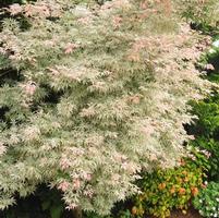 FLOATING CLOUD UPRIGHT JAPANESE MAPLE