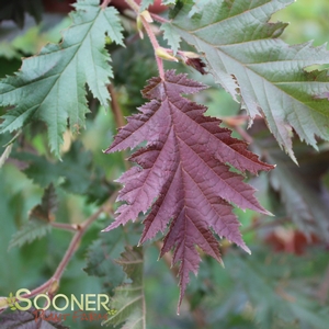 BURGUNDY LACE RED EUROPEAN HAZELNUT