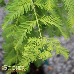 GOLD RUSH DAWN REDWOOD