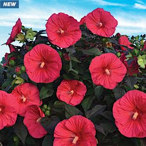 MARS MADNESS HARDY HIBISCUS