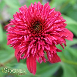 DOUBLE SCOOP™ CRANBERRY CONEFLOWER