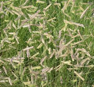 BLUE GRAMA GRASS