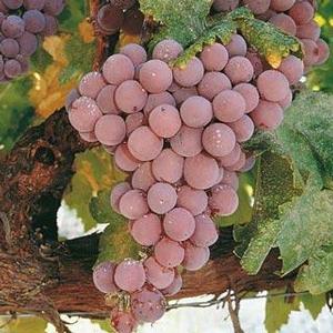 RELIANCE PINK SEEDLESS GRAPE