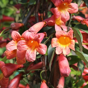 TANGERINE BEAUTY CROSSVINE