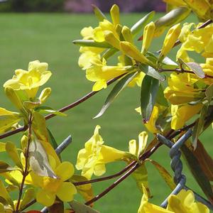 SUNSEEKER™ CAROLINA JESSAMINE