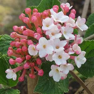 SUGAR 'N SPICE™ VIBURNUM