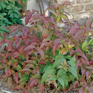 POLAR FLARE™ BUSH HONEYSUCKLE