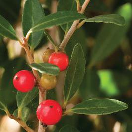 SCARLET'S PEAK YAUPON HOLLY