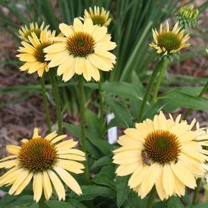 SOMBRERO® SANDY YELLOW CONEFLOWER