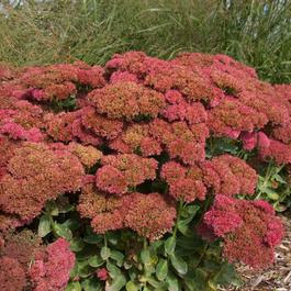 AUTUMN FIRE SEDUM
