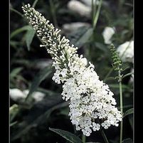WHITE PROFUSION BUTTERFLY BUSH