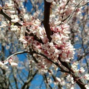 COTTON CANDY™ REDBUD