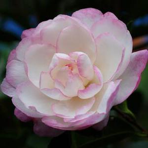 MOONSHADOW™ CAMELLIA